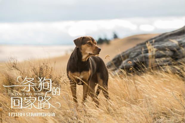 近年来评价最好的狗子了解一下？ 《一条狗的回家路》曝“猫狗”海报