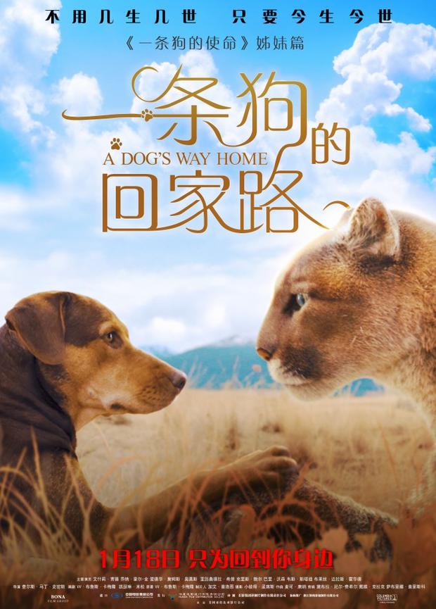 近年来评价最好的狗子了解一下？ 《一条狗的回家路》曝“猫狗”海报